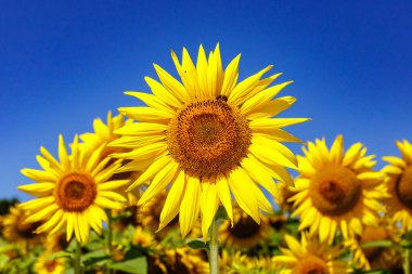 Gökyüzüne karşı sarı ayçiçekleri olan tarım tarlası. Ayçiçeği tarlası. Altın gün batımı. Ayçiçeği yakın çekim. Grarian endüstrisi. Tarım arazisinin fotoğrafı. Çiçek resmi.