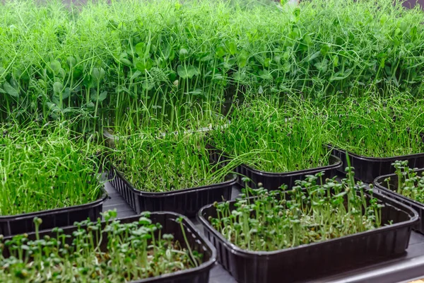 Fazenda Microverde Urbana Microverde Bandejas Plásticas Folhas Bebê Phytolamp Sprouting — Fotografia de Stock