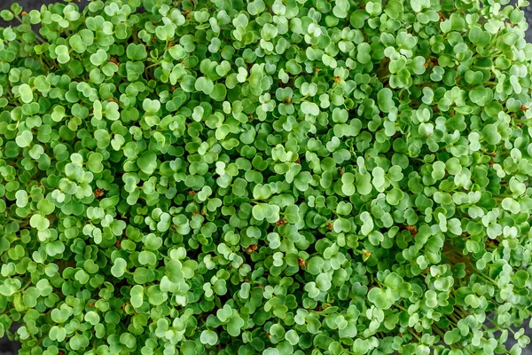 塑料托盘中的微绿色 黑色石板桌子上的不同微绿色 在可生物降解的麻类植物上发芽 种子在家中萌发 健康食品的概念 — 图库照片