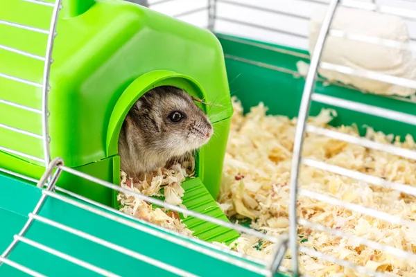 Dwarf Gray Hamster Little House Cute Baby Hamster Standing Facing — Stock Photo, Image