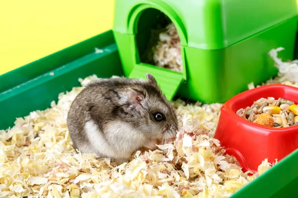 Dwarf gray hamster. Little house.Cute baby hamster, standing facing front.hamster eating food