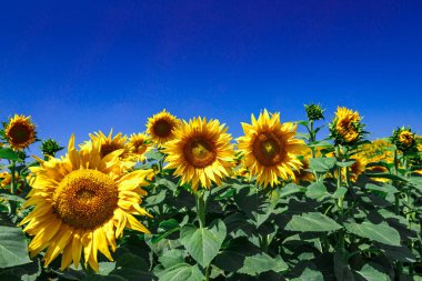 Gökyüzüne karşı sarı ayçiçekleri olan tarım tarlası. Ayçiçeği tarlası. Altın gün batımı. Ayçiçeği yakın çekim. Grarian endüstrisi. Tarım arazisinin fotoğrafı. Çiçek resmi.