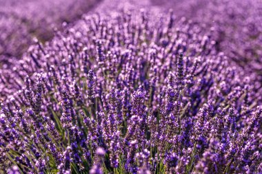 Lavanta tarlası. Yaz günbatımında lavanta tarlasının güzel bir görüntüsü. Fransız Provence. Hasat. Güzel bir gökyüzü. Bahçede lavanta..