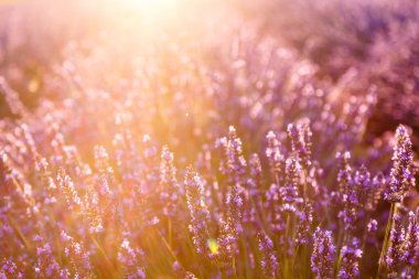 Lavanta tarlası. Yaz günbatımında lavanta tarlasının güzel bir görüntüsü. Fransız Provence. Hasat. Güzel bir gökyüzü. Bahçede lavanta..