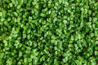 Plastik tepsilerdeki mikroyeşil. Siyah tahta üzerinde farklı mikroyeşiller, düz bir tabaka. Kenevir Biyolojik Bozunabilir Mats 'in üzerine mikroçipler serpiştirmek. Evde tohum yetiştirmek. Vegan ve sağlıklı gıda konsepti.