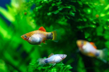 Balıklı, tropikal tatlı su akvaryumu. Doğa arka planında çok renkli Poecilia reticulata.