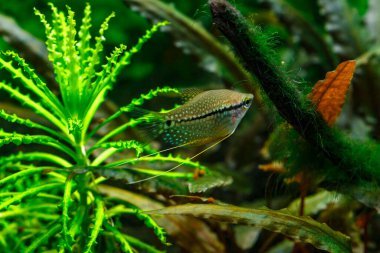 Balıklı bir tropikal tatlı su akvaryumu. İnci gourami (Trichopodus leerii), mozaik gourami olarak da bilinir..