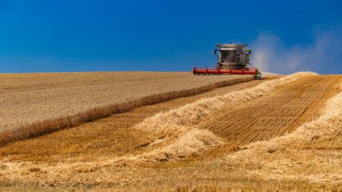  Ukrayna. Kyiv. 23 Temmuz 2022: Çağdaş Claas Lexion tarlada tahıl hasadını topluyor. Mavi gökyüzünde tarım makinesi..