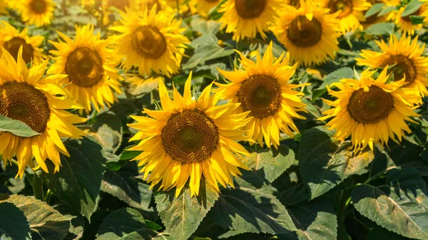 stock image Agricultural field with yellow sunflowers against the sky with clouds.Sunflower field.Gold sunset. Sunflower closeup.Agrarian industry. Photo of cultivation land.flowers image