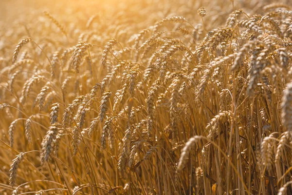 Spikelets Wheat Close Field Búza Mezőgazdaság Mezőgazdaság Agronómia Gazdálkodási Háttér — Stock Fotó