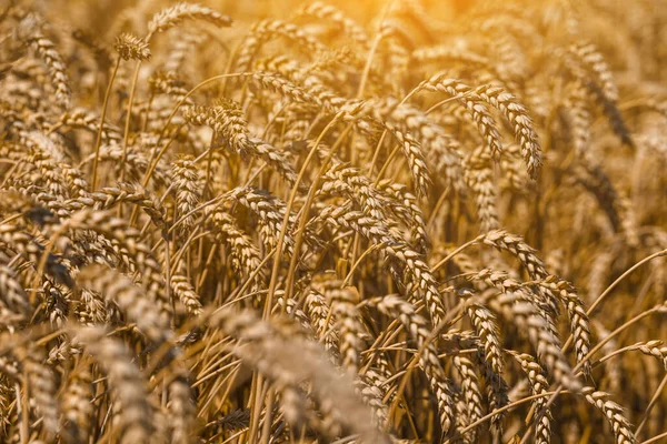 Spikelets Wheat Close Field Búza Mezőgazdaság Mezőgazdaság Agronómia Gazdálkodási Háttér — Stock Fotó