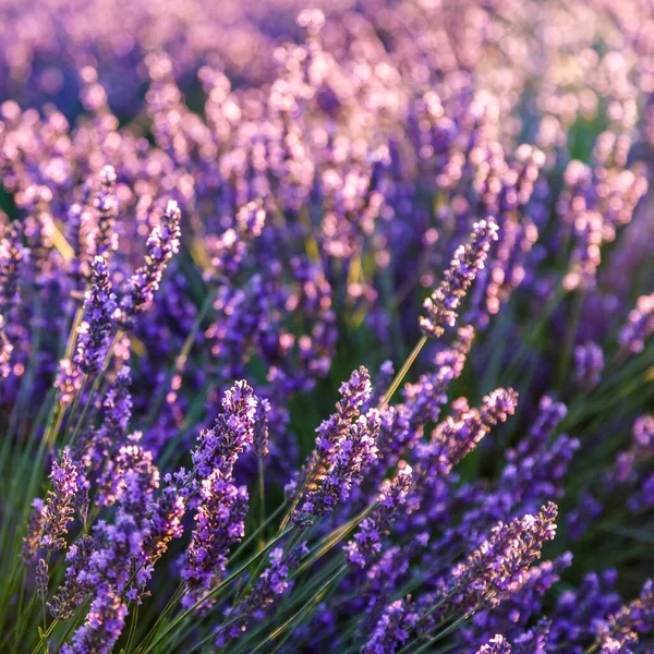 Lavender Πεδίο Όμορφη Εικόνα Του Τομέα Λεβάντα Καλοκαίρι Ηλιοβασίλεμα Γαλλική — Φωτογραφία Αρχείου