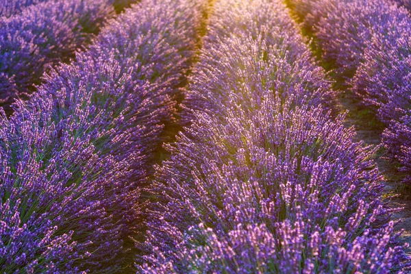 Lavendelfält Vacker Bild Lavendelfält Sommarsolnedgång Fransk Proveniens Skörd Vacker Himmel — Stockfoto