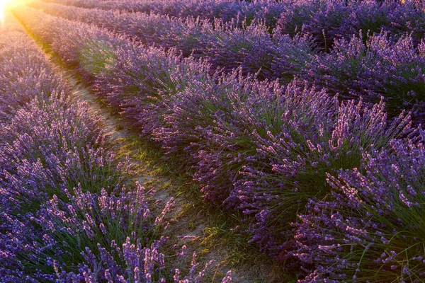 Lavender Field Beautiful Image Lavender Field Summer Sunset French Provence — Stock Photo, Image