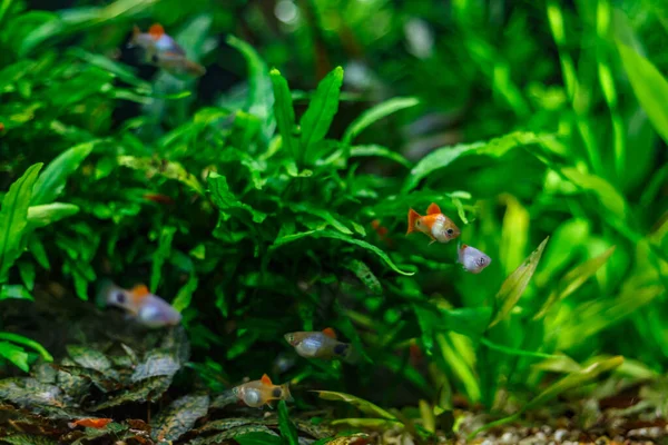 Ett Grönt Vackert Planterat Tropiskt Sötvattensakvarium Med Fiskar Multi Färg — Stockfoto