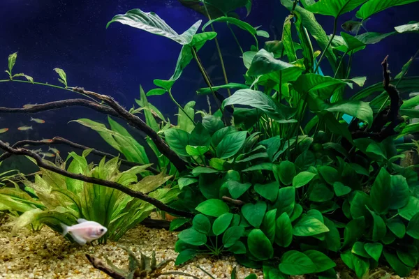 Зелений Красивий Посаджений Тропічний Прісноводний Акваріум Рибами — стокове фото
