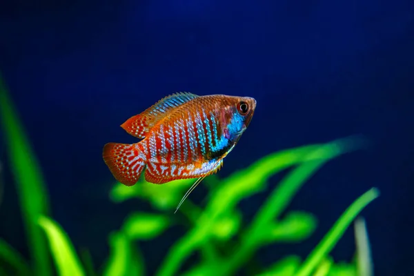 물고기가 아름다운 담수호가 Dwarf Gerrami Colisa Lalia Fish Home Aquarium — 스톡 사진