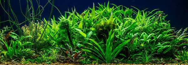 Grön Vacker Planterade Tropiska Sötvatten Akvarium Med Fiskar — Stockfoto