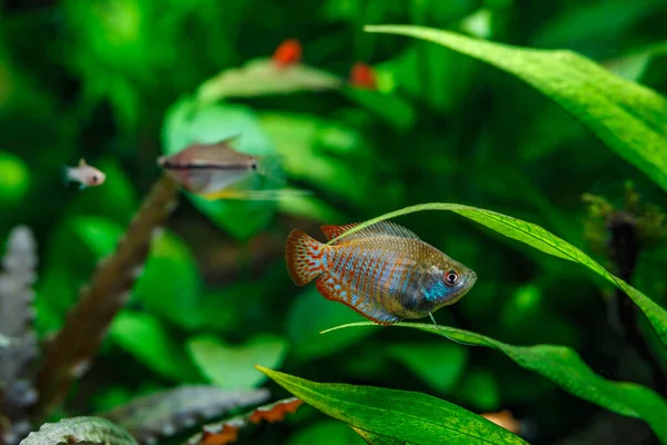 Зеленый Красивый Посаженный Пресноводный Аквариум Рыбами Карликовый Гурами Colisa Lalia — стоковое фото