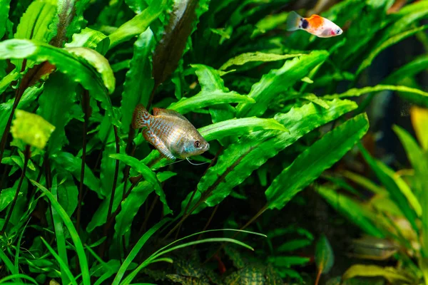 緑の美しい魚と熱帯の淡水水族館を植えた ホーム水族館でのドワーフグワミ コリサ ラリア ラリウスのクローズアップ — ストック写真