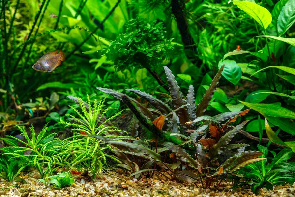 Krásné Zelené Zasadil Tropické Sladkovodní Akvárium Rybami — Stock fotografie