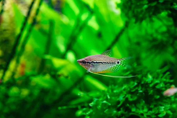 Zelené Krásné Tropické Sladkovodní Akvárium Rybami Perlové Gurámy Trichopodus Leerii — Stock fotografie