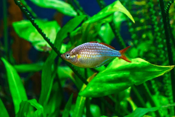 Een Groen Mooi Beplant Tropisch Zoetwateraquarium Met Vissen Dwergregenboogvissen Melanotaenia — Stockfoto