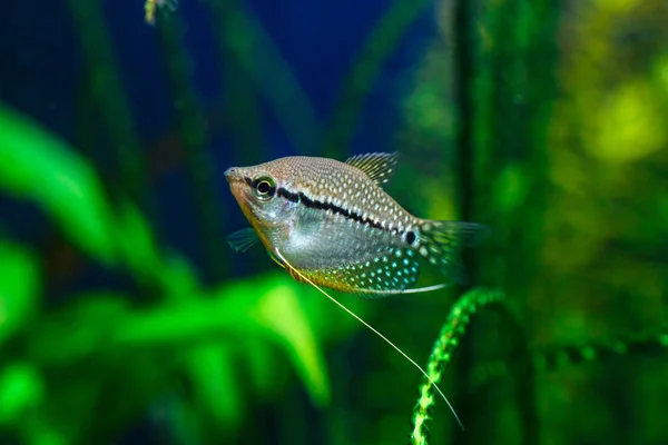 一种绿色美丽的带鱼的热带淡水水族馆 珍珠水族馆 Trichopodus Leerii 又名马赛克水族馆 — 图库照片