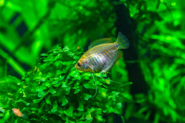緑の美しい魚と熱帯の淡水水族館を植えた ホーム水族館でのドワーフグワミ コリサ ラリア ラリウスのクローズアップ — ストック写真