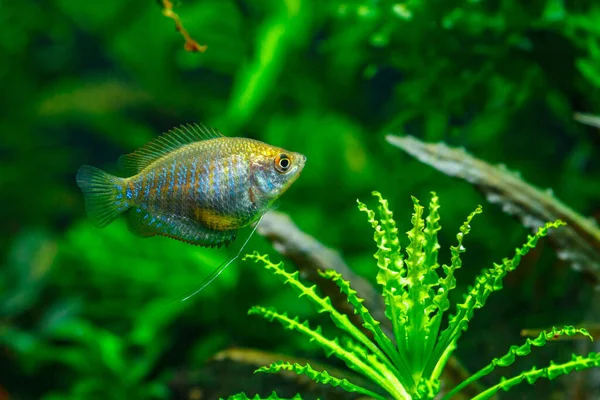 Zielone Piękne Posadzone Tropikalne Akwarium Słodkowodne Rybami Karzeł Gourami Colisa — Zdjęcie stockowe