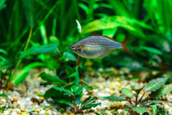 Ein Grün Schön Bepflanztes Tropisches Süßwasseraquarium Mit Fischen Zwerg Regenbogenfisch — Stockfoto