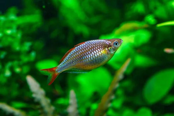 魚と緑の美しい植え付け熱帯淡水水族館 淡水水族館でドワーフの虹魚Melanotaenia Precox — ストック写真