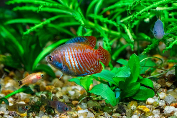 Zelené Krásné Tropické Sladkovodní Akvárium Rybami Trpasličí Gourami Colisa Lalia — Stock fotografie