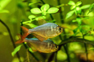 Güzel, yeşil bir tropikal tatlı su akvaryumu. Kolombiya Tetra (Hyphessobrycon columbianus) Kolombiya 'dan güzel süs balığı.