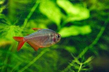 Güzel, yeşil bir tropikal tatlı su akvaryumu. Kolombiya Tetra (Hyphessobrycon columbianus) Kolombiya 'dan güzel süs balığı.
