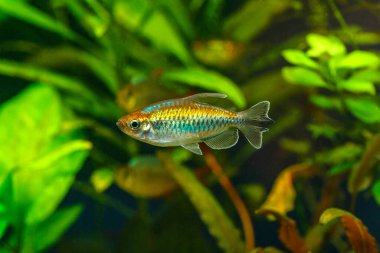 Balıklı tropikal tatlı su akvaryumu. Kongo tetrası, fenogrammus kesintisi, su bitkileri.. 