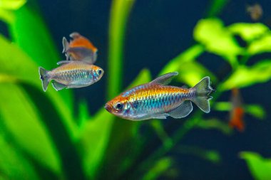 Balıklı tropikal tatlı su akvaryumu. Kongo tetrası, fenogrammus kesintisi, su bitkileri.. 