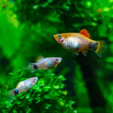 Balıklı, tropikal tatlı su akvaryumu. Doğa arka planında çok renkli Poecilia reticulata.