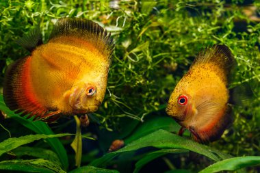 Balıklı yeşil güzel bir tropikal tatlı su akvaryumu. Discus (Symphysodon), akvaryumda çok renkli çiklitler