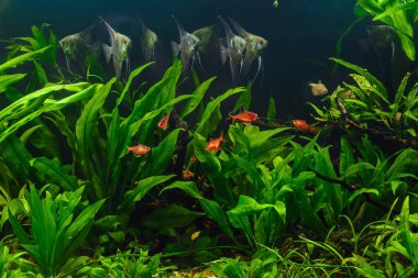 Güzel bir yeşil tropikal tatlı su akvaryum balıkları ile yerleştirmiş. Zebra melek balığı (pterophyllum scalare) Akvaryum