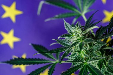 Avrupa Birliği 'nde esrar yasallaştırma kavramı. Marihuana veya esrar yasallaştırma. Tıbbi Yağ Keneviri