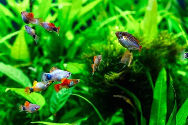 stock image A green beautiful planted tropical freshwater aquarium with fishes.Multi color Poecilia reticulata,on nature background