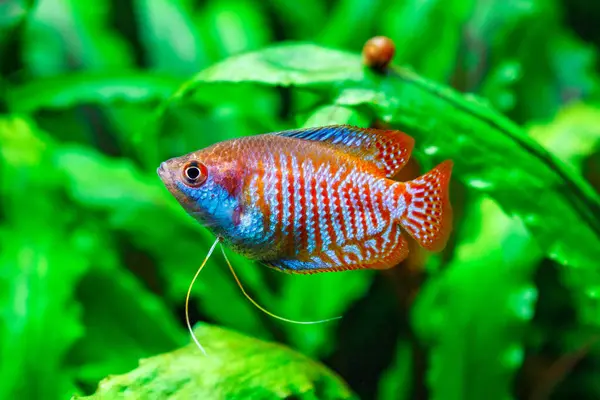 Yeşil, güzel bir tropikal tatlı su akvaryumu ve balıklar. Cüce gourami (Colisa lalia) bir akvaryumda balık, lalius yakın çekim