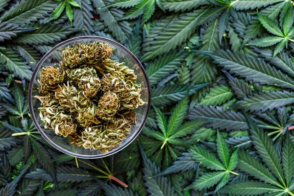 Cânhamo Cones Marijuana Cannabis Marijuana Lei Consumo Legal Cannabis — Fotografia de Stock