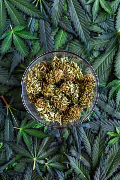 Cânhamo Cones Marijuana Cannabis Marijuana Lei Consumo Legal Cannabis — Fotografia de Stock