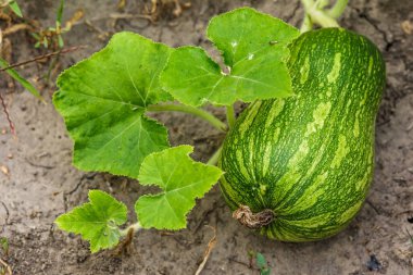 Kabak sarısı yeşili. Bahçede büyüyen balkabakları. Tarlanın manzarası. Bahçede yetişen turuncu balkabakları. Sonbahar Ekim. 