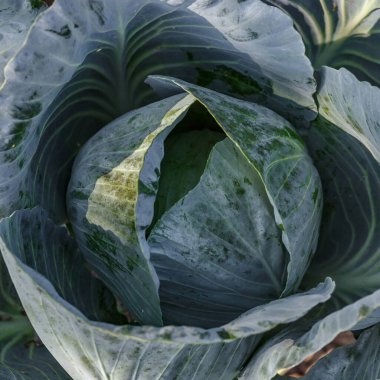 Taze lahana yakın plan. Bahçede taze lahana yetişiyor. Sağlıklı sebzeler yetişiyor.