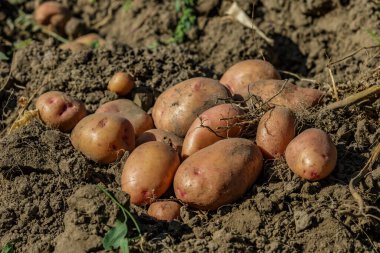 Tarlada taze patates yığını. Kovada taze patates. Tarım konsepti fotoğrafı..