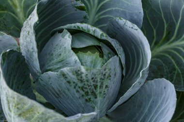 Taze lahana yakın plan. Bahçede taze lahana yetişiyor. Sağlıklı sebzeler yetişiyor.