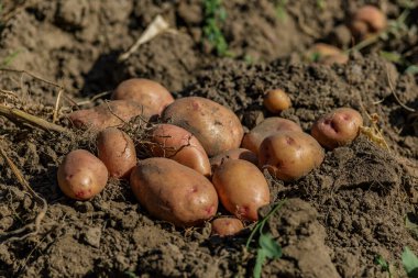 Tarlada taze patates yığını. Kovada taze patates. Tarım konsepti fotoğrafı..